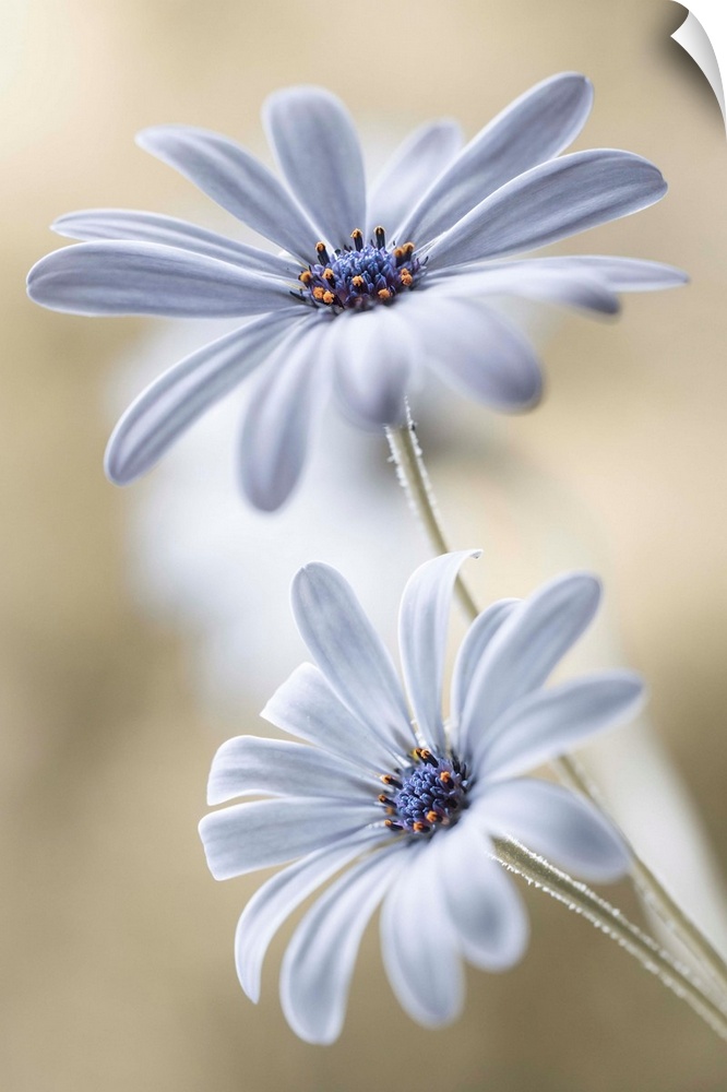 Two bright white daisy flowers.
