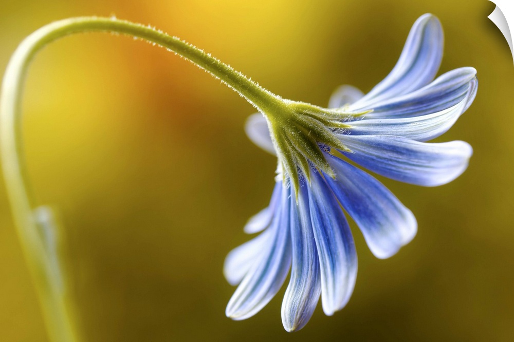 A blue daisy flower curling downwards.