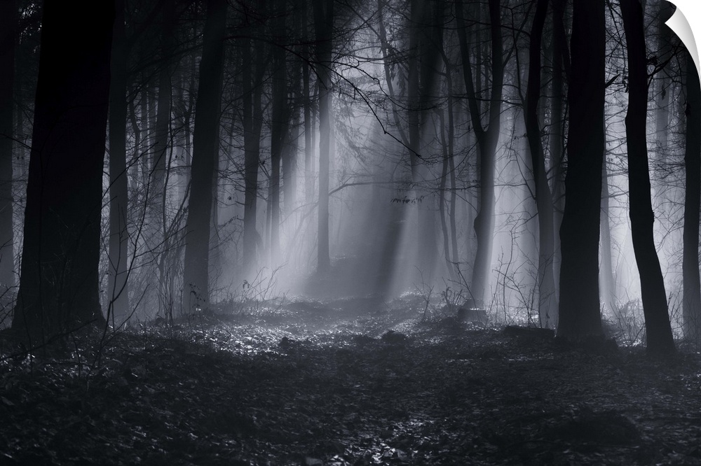 A foggy forest landscape shrouded in darkness.