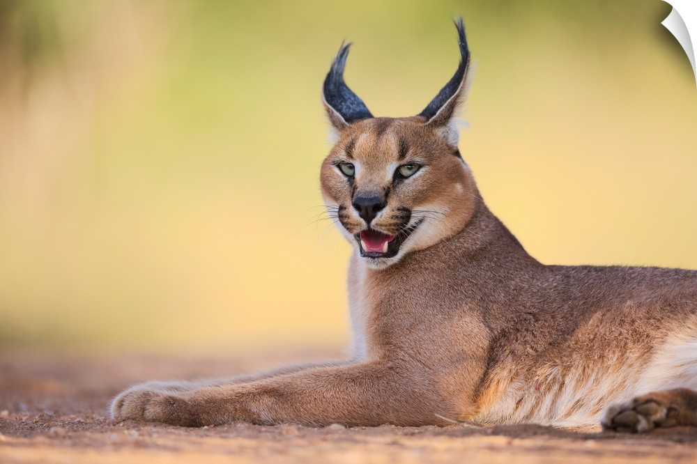 Portrait of a caracal lying down on the ground.