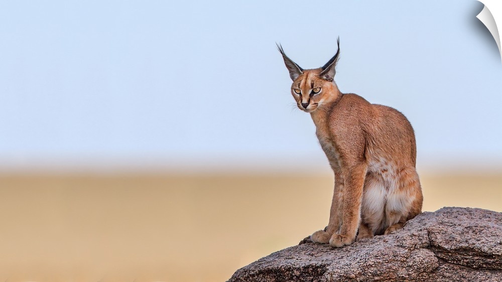 Photograph of a caracal sitting on a rock with a shallow depth of field.