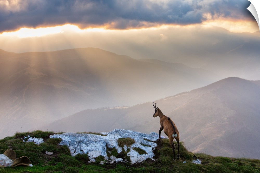 An ibex standing on a hilltop overlooking a mountain valley being rained on by sunlight.