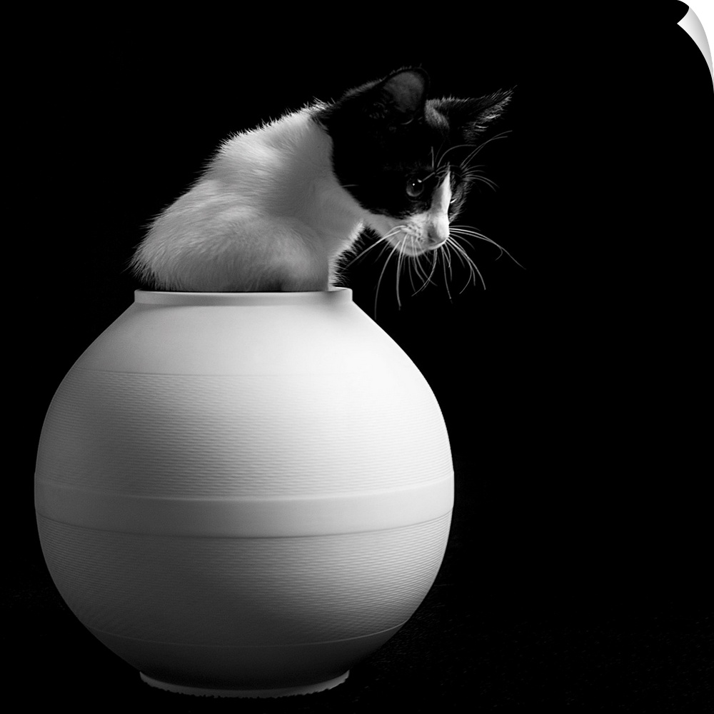 A black and white domestic cat poking out of a round white vase.