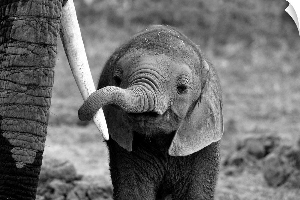 A black and white photograph of a baby elephant grasping an elders tusk with its trunk.