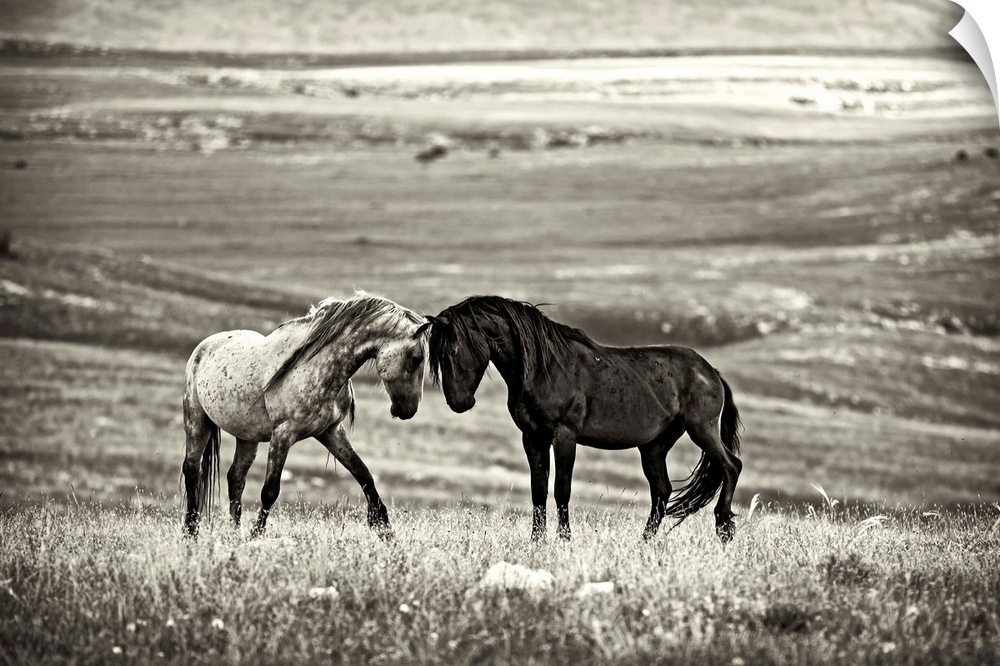 A black and white photograph of two wild horses meeting face to face.