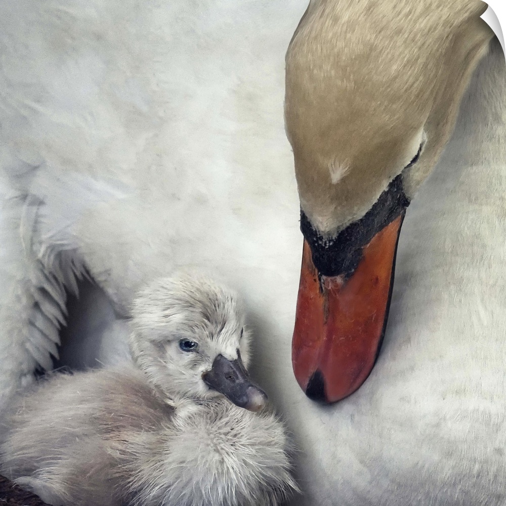 A young cygnet snuggles closely to its mother who is keeping watch over him.
