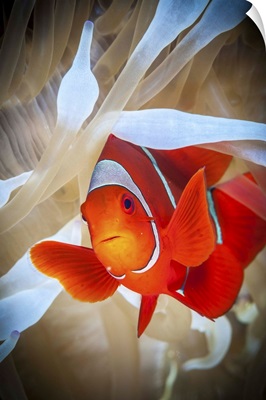Clownfish Defends His White Anemone