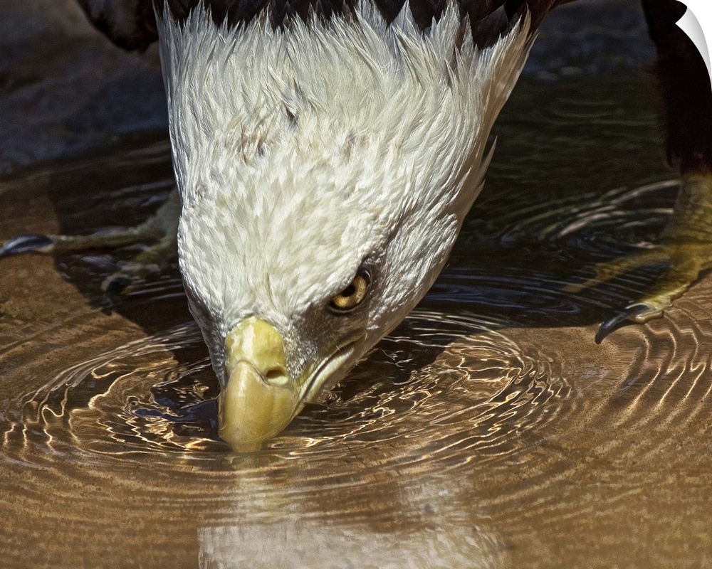 A bald eagle in shallow water bends down to take a drink.