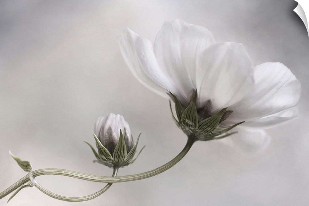 White bud and bloom of a cosmos flower.