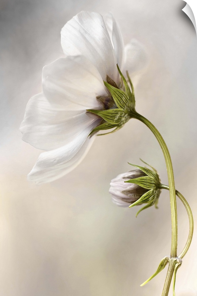 Close-up of a white flower against a blurred background.