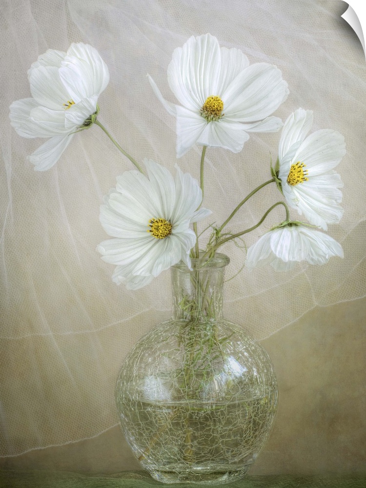 Five white cosmos arranged in a glass vase.