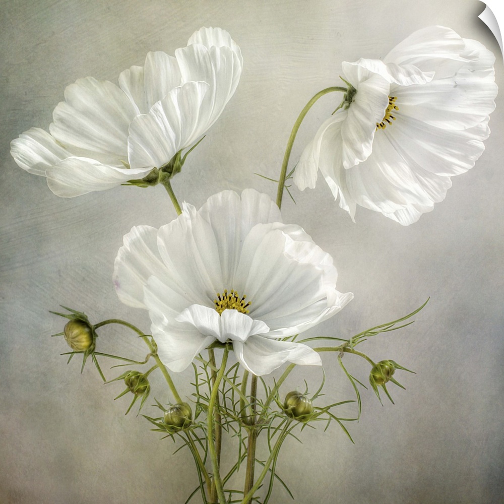 Three white Cosmos flowers  on a textured background.