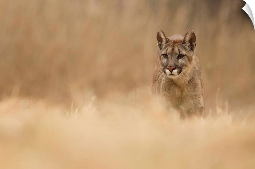 Wildlife photograph of a cougar on the go with a shallow depth of field.
