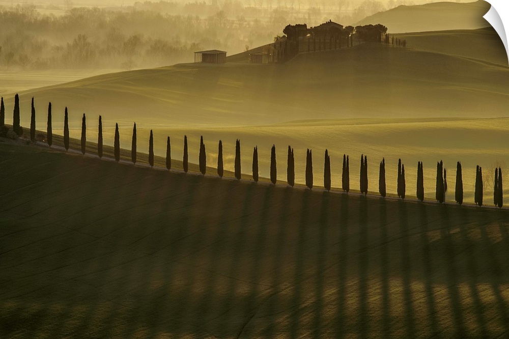 Row of cypress trees casting long shadows in the countryside.