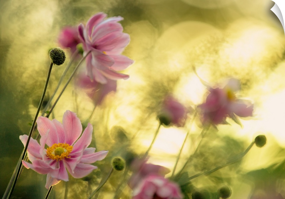 Motion blur image of a group of pink flowers swaying in the wind.