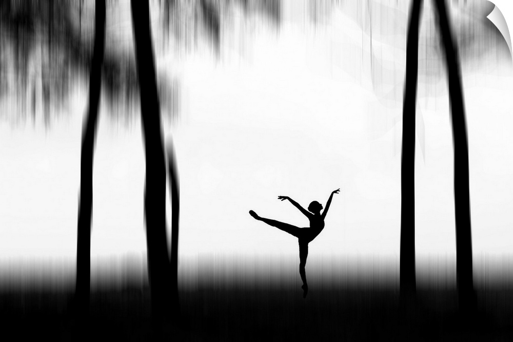 Silhouette of a dancer posing between tall trees.