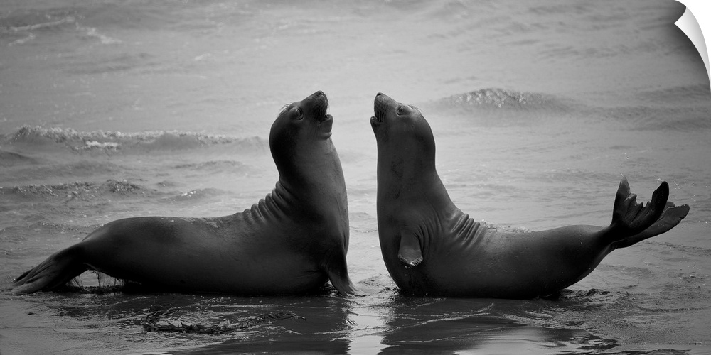 Two seal lions meeting face to face in shallow water.