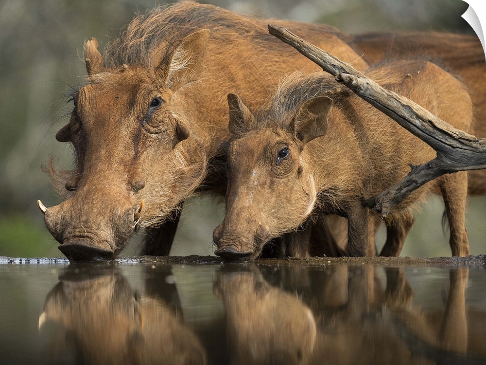 Wildlife photograph of a mother a baby warthog drinking from a watering hole.