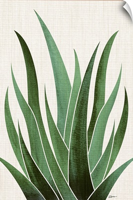 Desert Agave 4