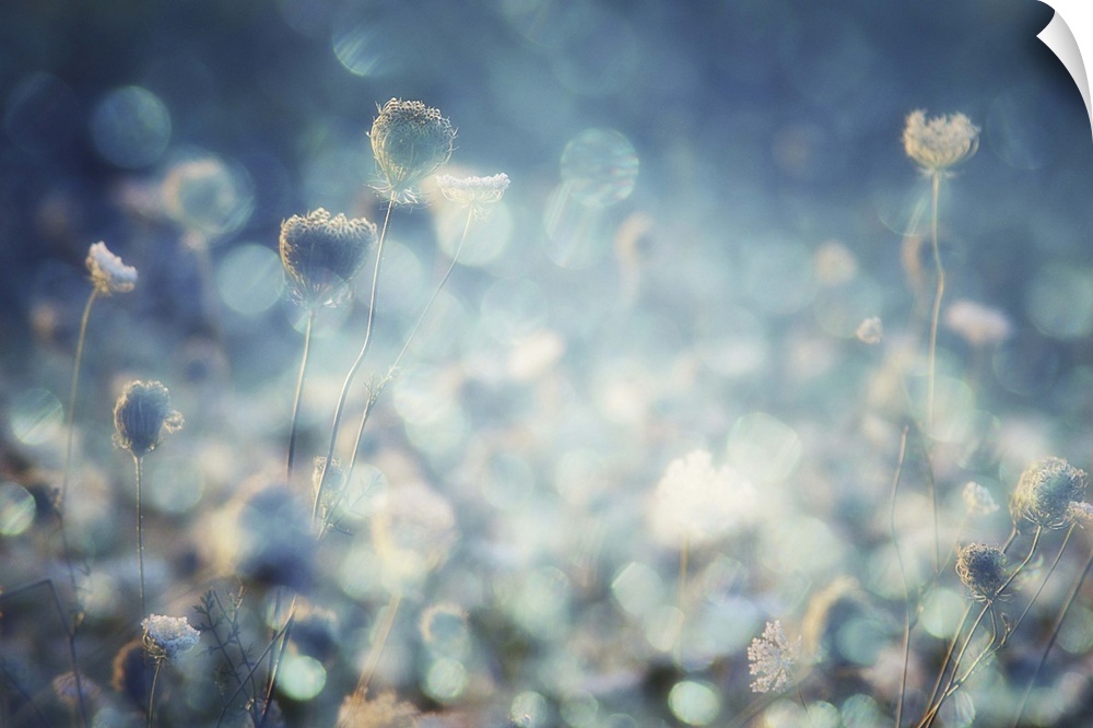 Photograph of flowers and bokeh.