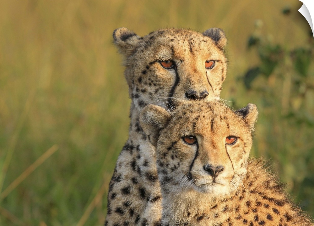 Portrait photograph of two cheetahs  side by side.
