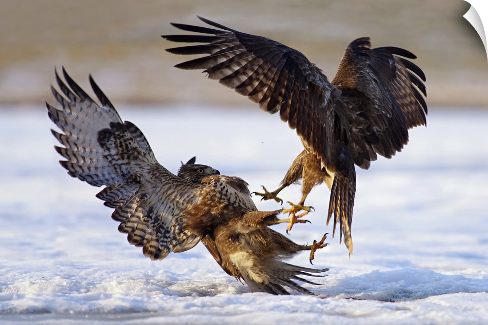 An intense photograph of two aggressive birds of prey fighting each other while flying.