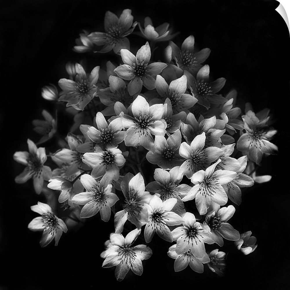 A cluster of clematis flowers in high contrast black and white.