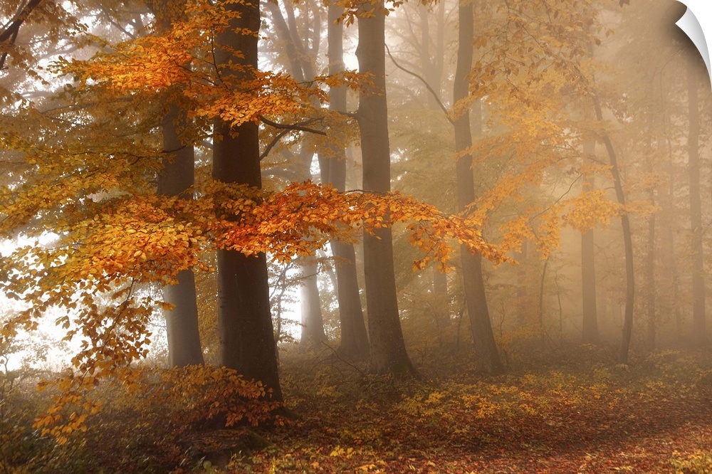 Path through a misty forest in autumn.
