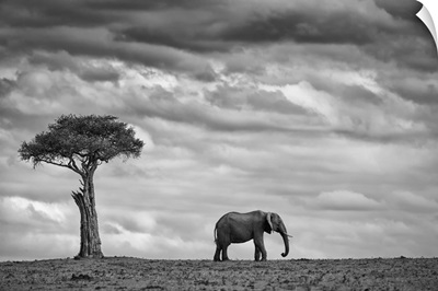 Elephant Landscape