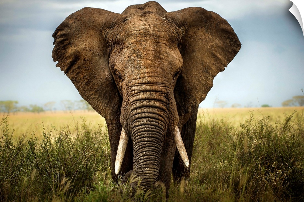A portrait of an African elephant standing in the Serengeti grass.