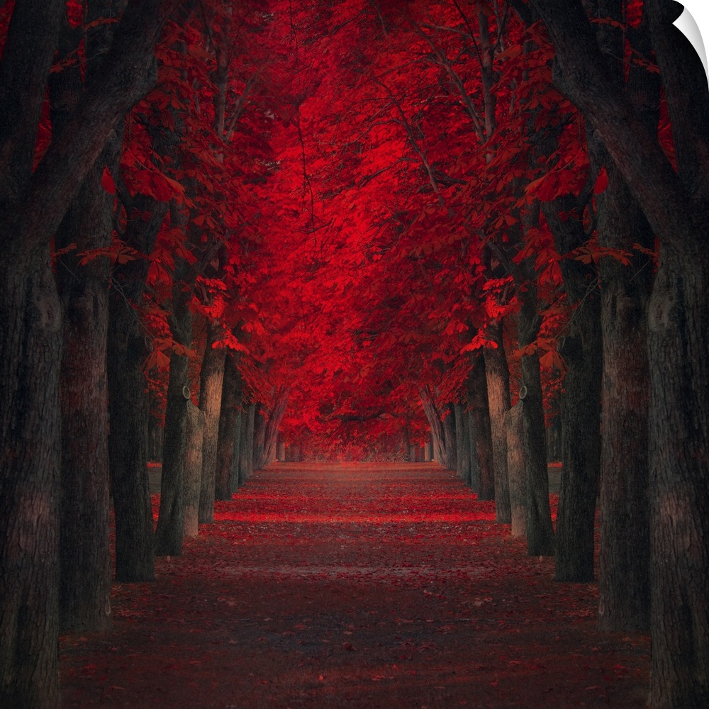 Pathway lined with trees with deep red leaves.