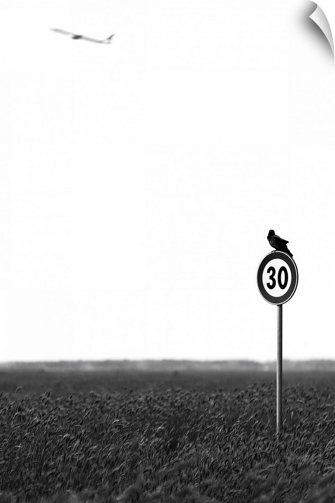 A bird sitting on a speed limit sign in a wheat field looks up at a distant plane.