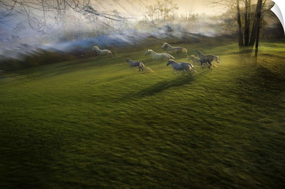 Motion blurred image of a herd of horses running through an open field.