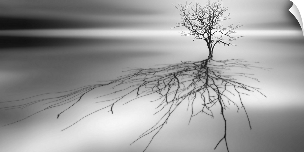 Conceptual image of a tree with bare branches casting a complex shadow.