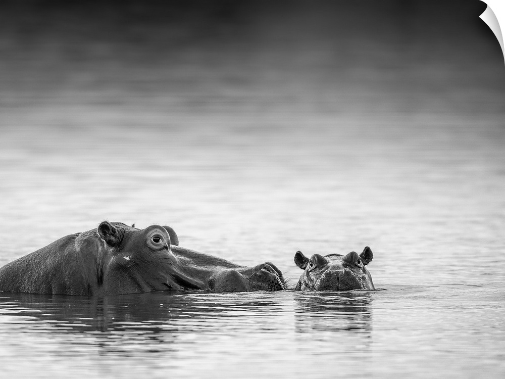 A black and white photograph of a mother hippo and her calf submerged halfway under water.