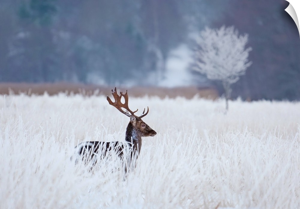 A deer standing in a bright white field in the winter.