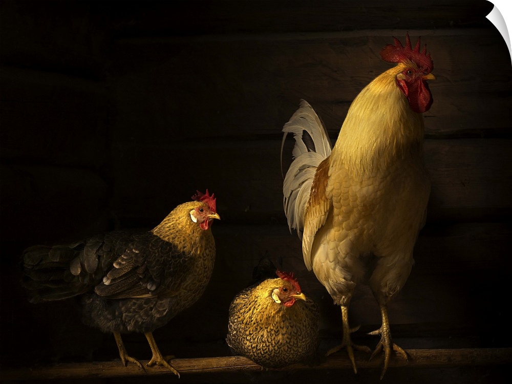 Two hens and a rooster in a henhouse, with golden light.