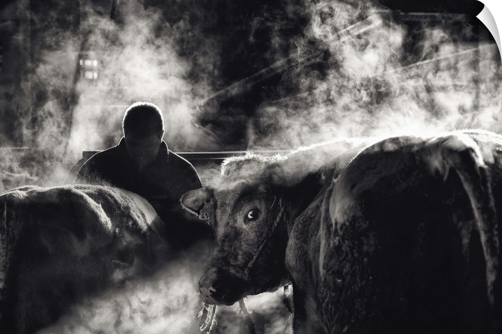 Black and white image of a farmer and cows, with one cow looking behind.