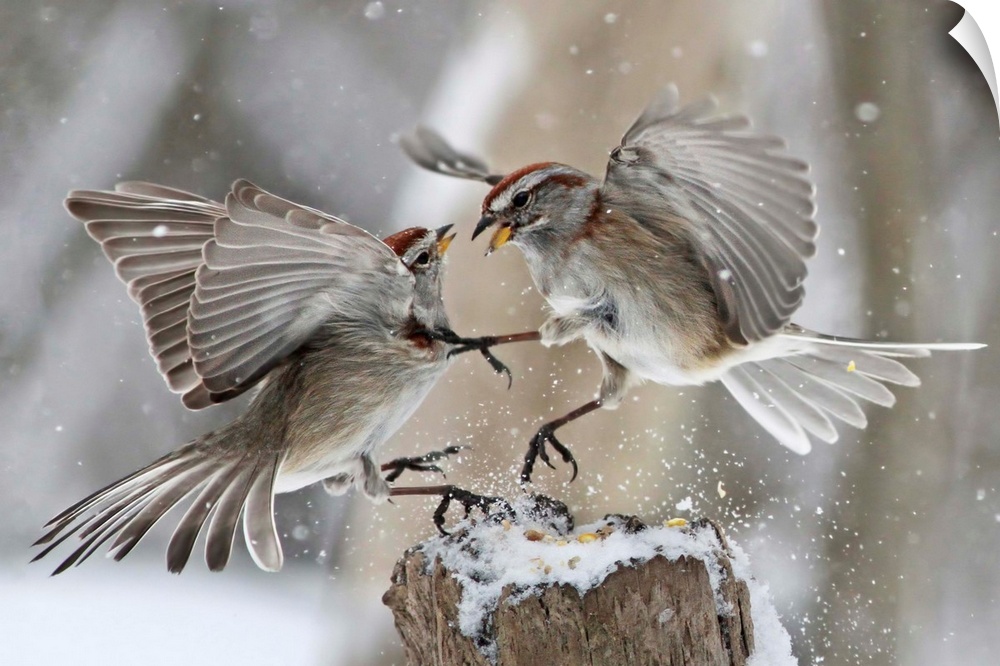 Two Chipping Sparrows fight over a small amount of seed in the winter.