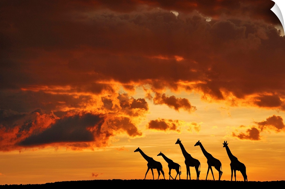 A group of giraffes walking through the Masai Mara Kenyan wildlife park, Africa.