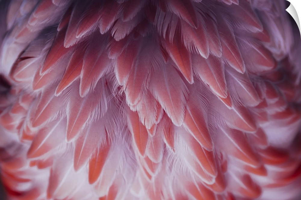 Beautiful close-up of the feathers of a pink flamingo bird.