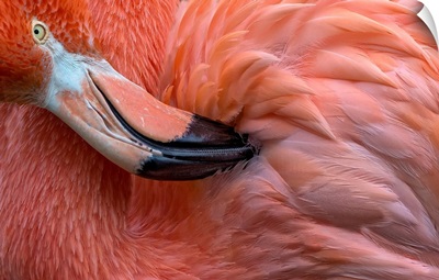 Flamingo Close Up