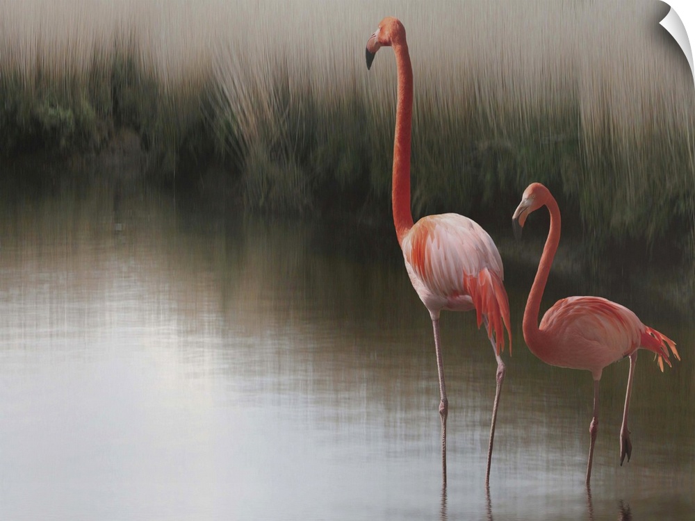 Portrait of two American Flamingos standing in shallow water.