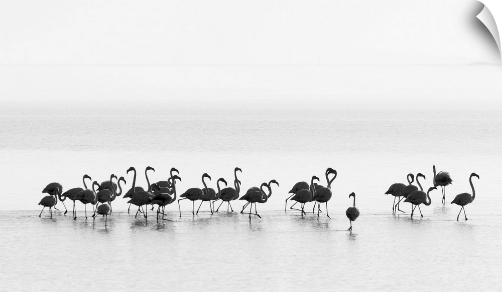 A black and white photograph of flamingos standing around in water.
