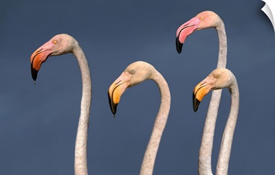 Flamingos Close Up