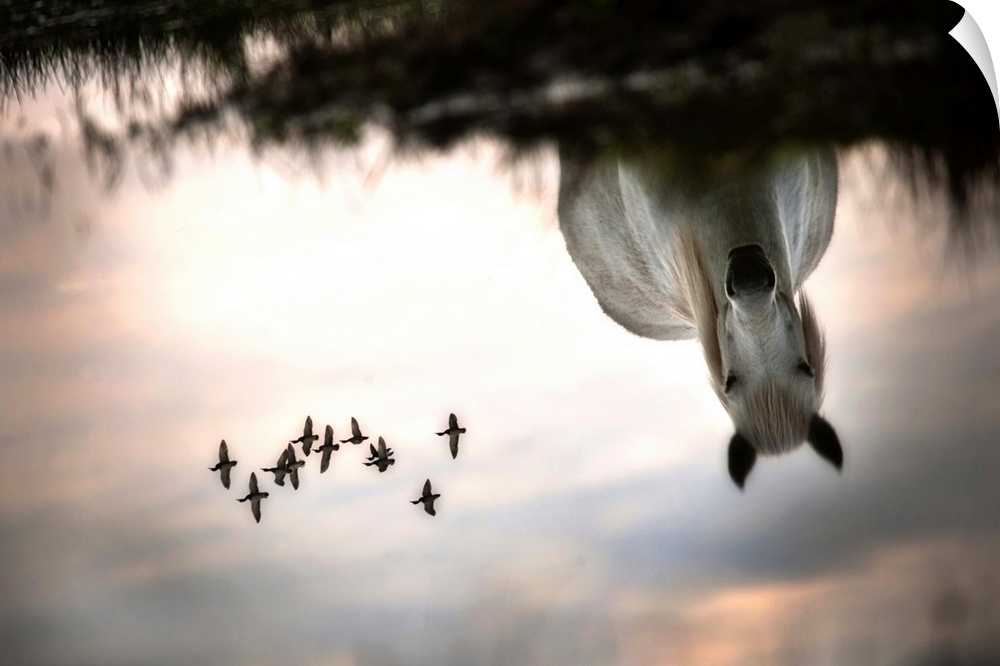 Reflection of a white horse looking at a pond with a flock of ducks flying overhead.