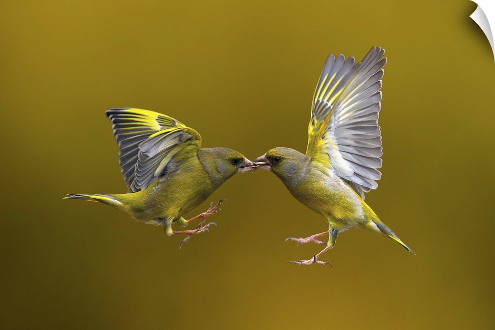 Two birds meet face to face hovering in the air with their beaks gently touching.