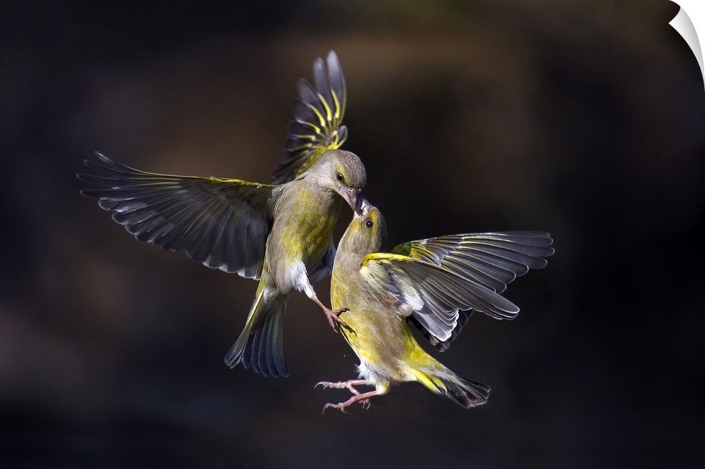 Two birds caught in mid-flight meeting beak to beak.