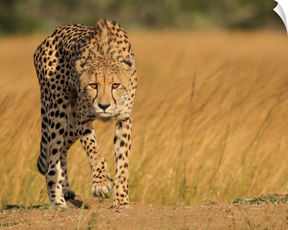 A spotted cheetah stalking its next meal in the African savanna.
