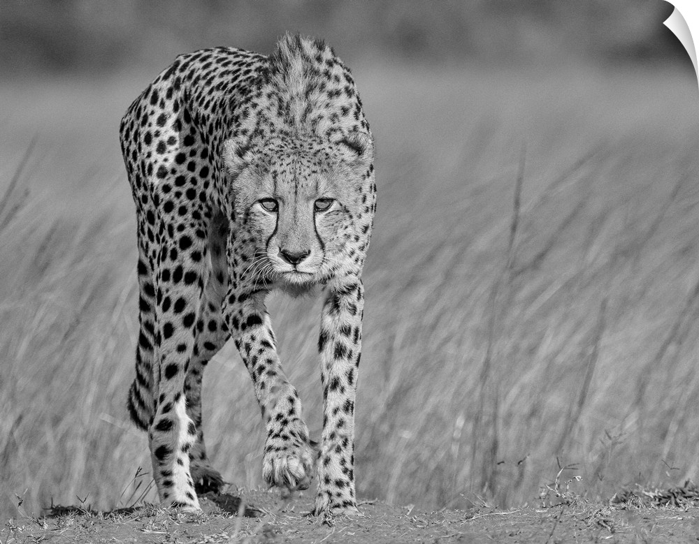 A black and white portrait of a cheetah walking with a stalking intent.